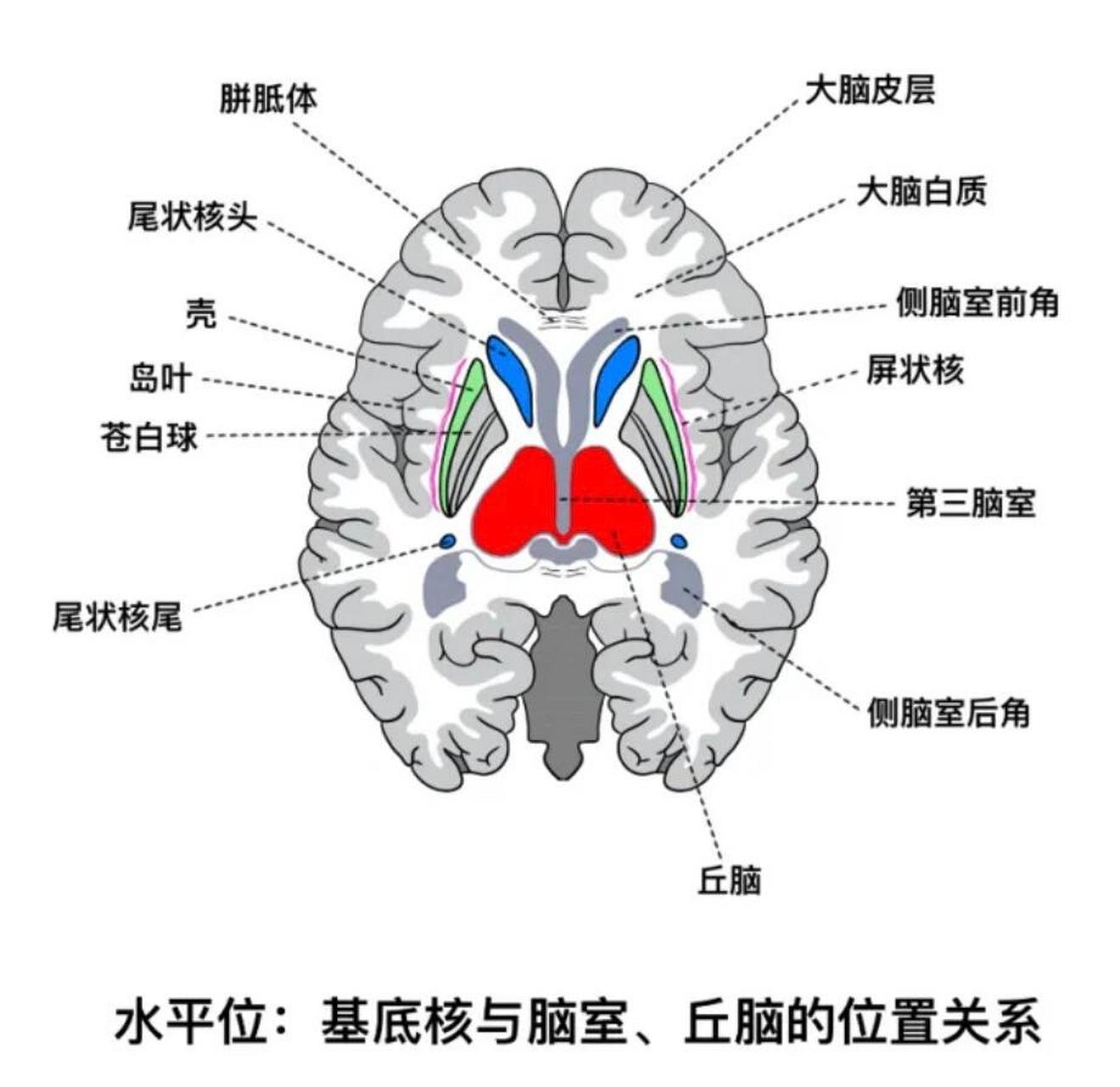 基底节解剖