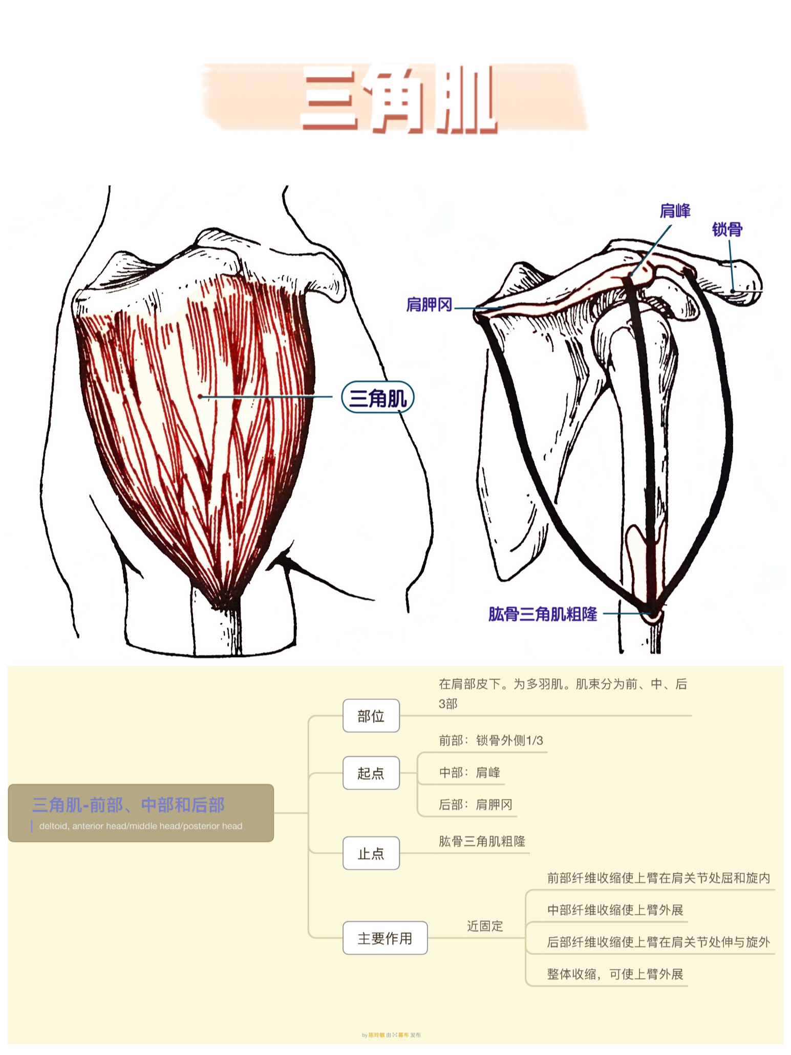 学普拉提要懂的肌肉部位