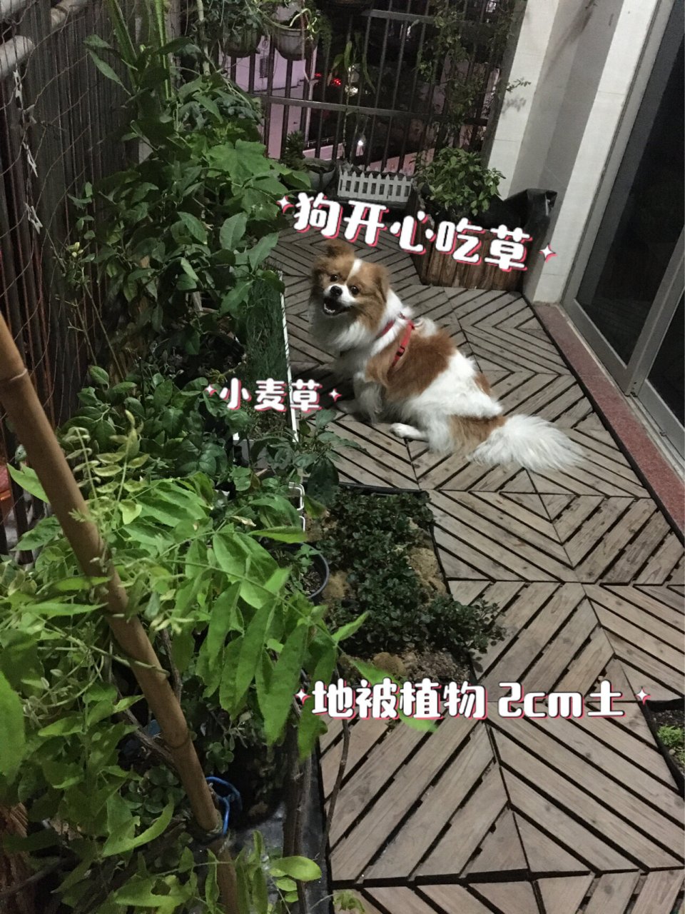 阳台种菜不需要每年播种的蔬菜台湾枸杞菜 加入多年生蔬菜,种植这个