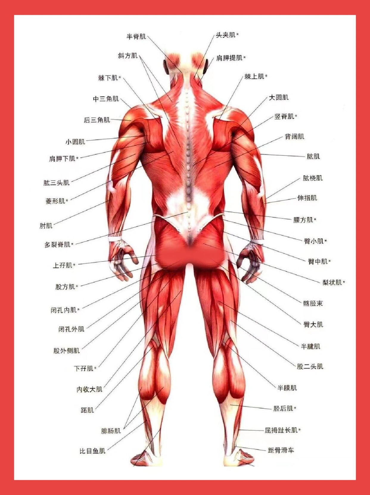 解剖图肌肉图片