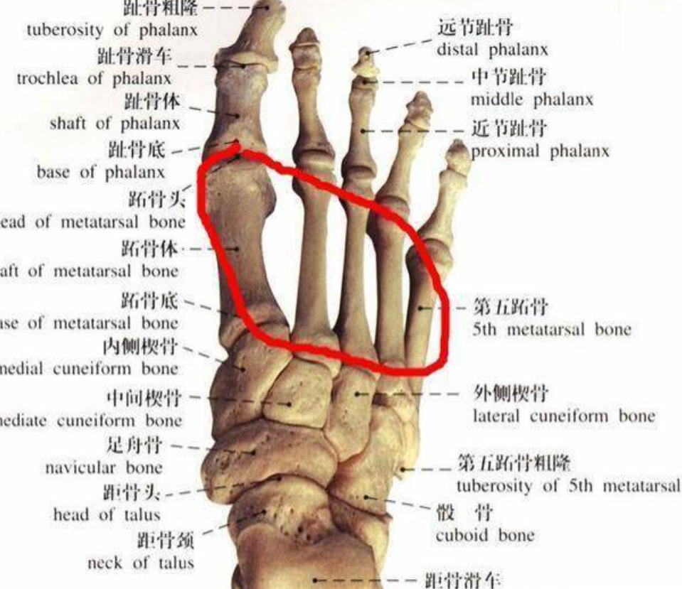 人体脚骨也叫足骨,结构很复杂,总共由26块不同形状和大小的骨头组成