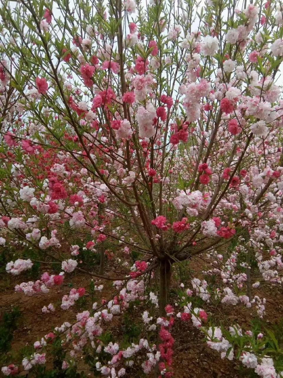 菊花碧桃,是一种观赏性很强的果树,常被种植在庭院,公园等地.