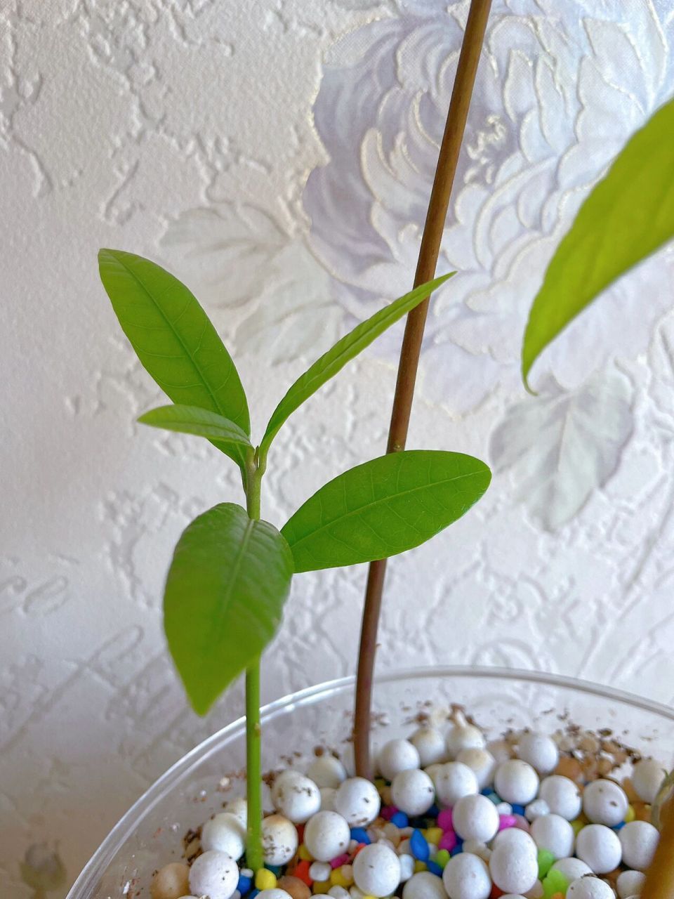 鸡蛋果种子盆栽 应更 鸡蛋果种子发芽97长大的样子 随手拍,最近忙