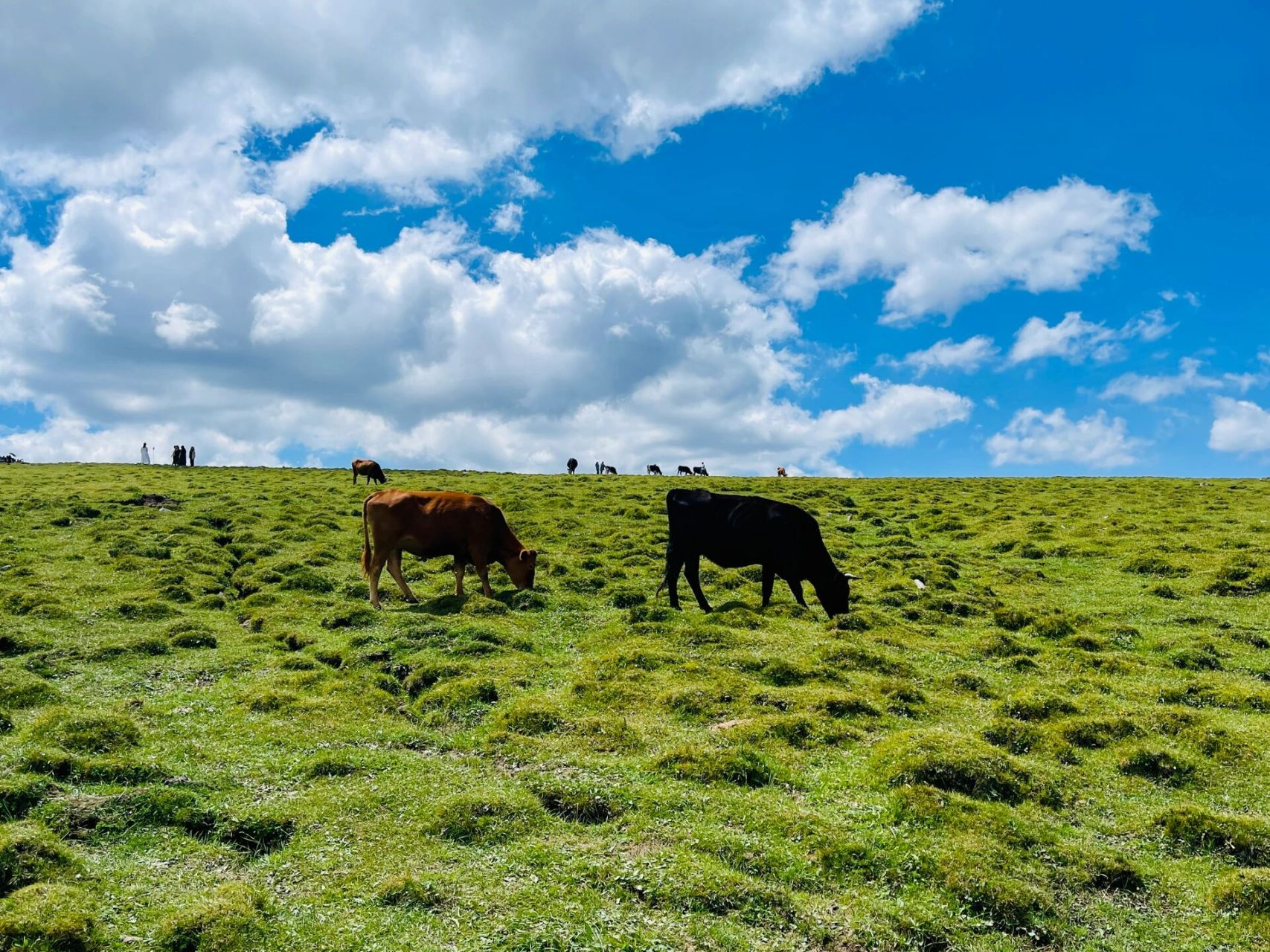 简单写下攻略,我们一共买了两条线路的通票,芦芽山和马伦草原100 悬空