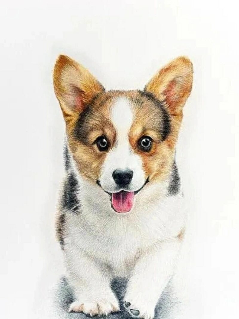 作品分享‖彩铅动物合集