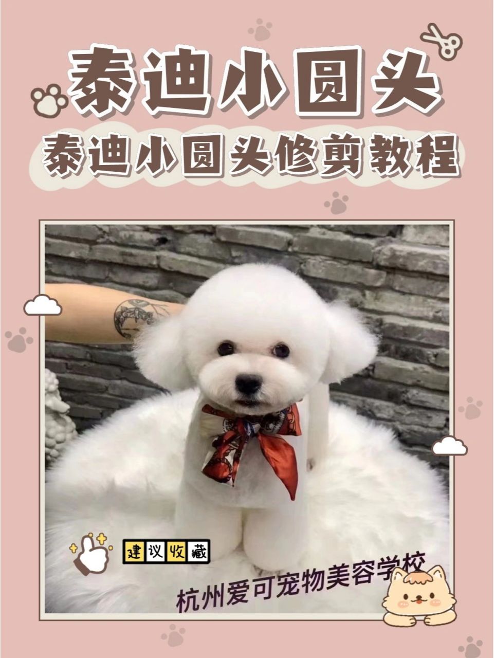 注意这六个线条,看起来就会活泼可爱 73泰迪修剪美容剪毛教程: 泰迪