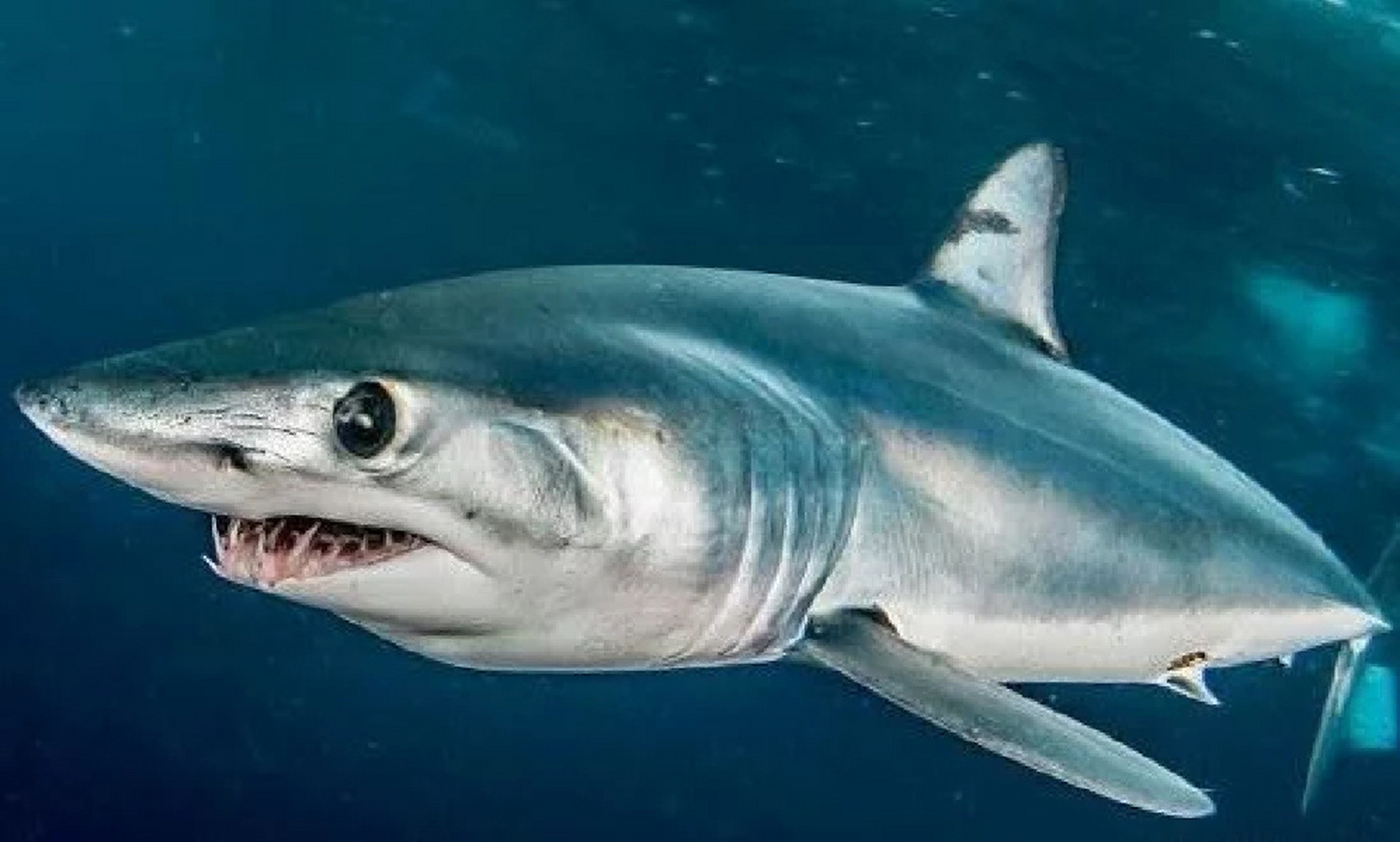 鲭鲨篇-来自远洋的游泳健将 上一期介绍长尾鲨们的时候发了一起投票