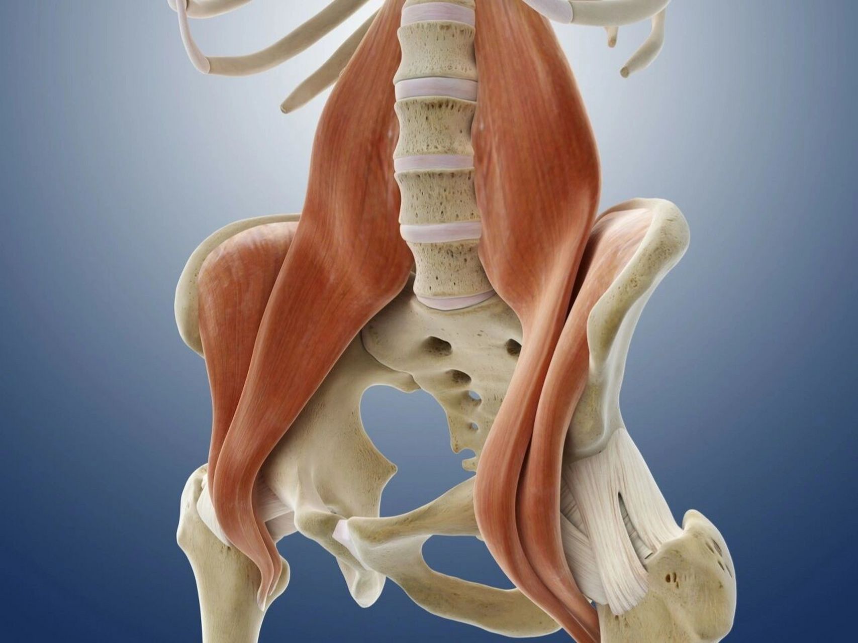 髂骨周围肌肉解剖图片