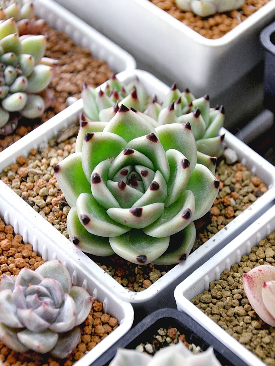 多肉蓝龙丨美原来这么简单97 蓝龙是景天科多肉植物,株型是标准莲座