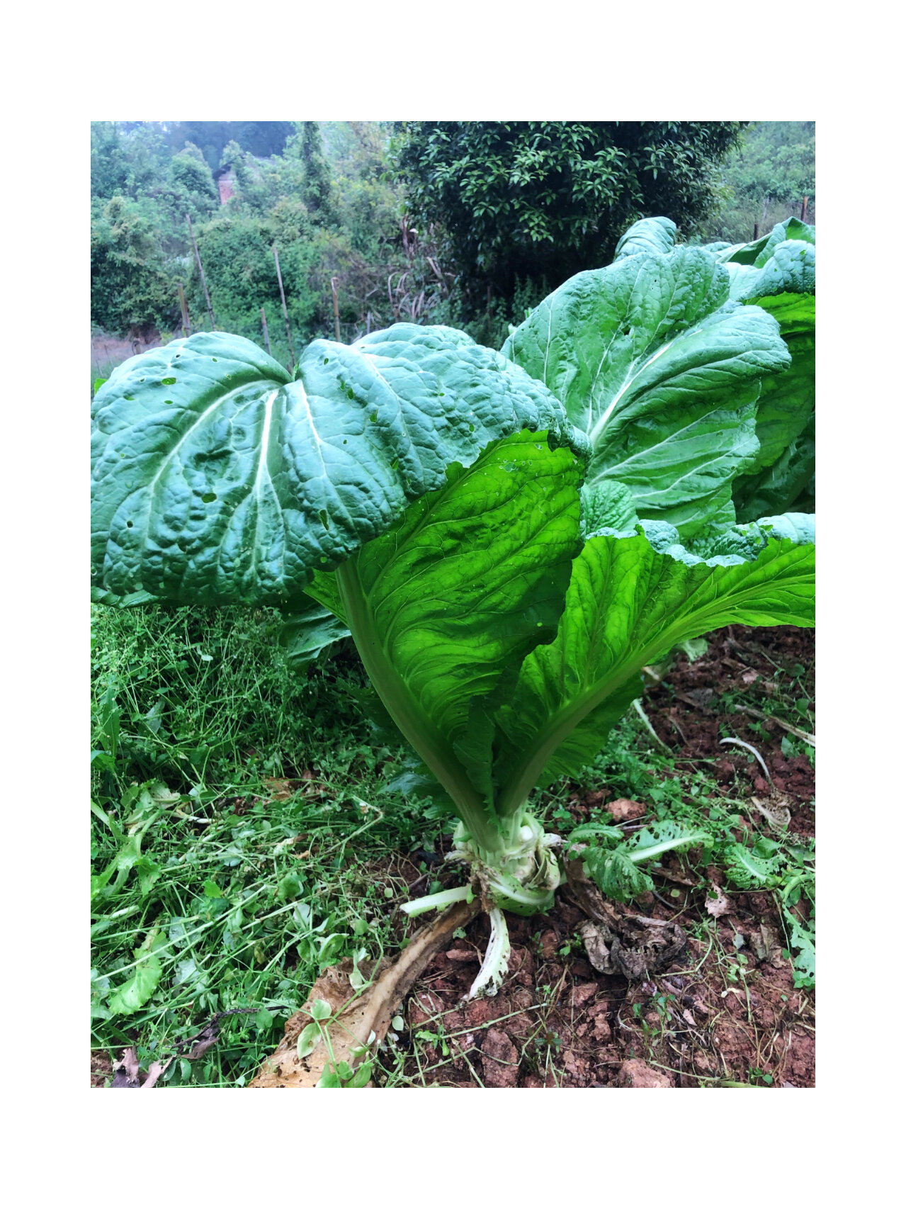 第一次看到这么大叶子的菜