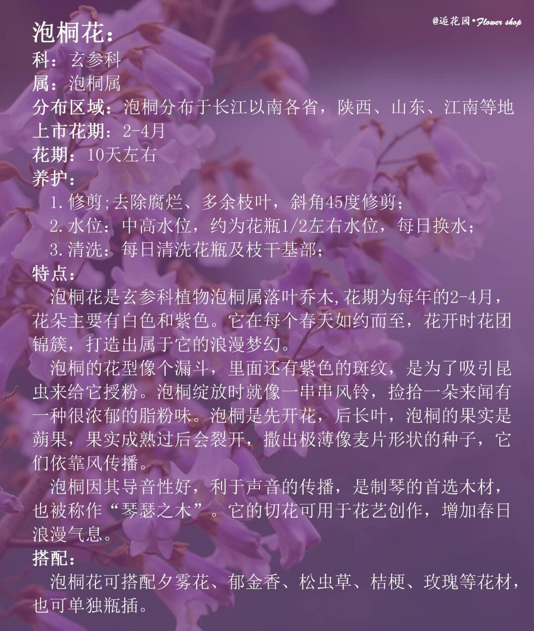 每天认识一种花 | 泡桐花