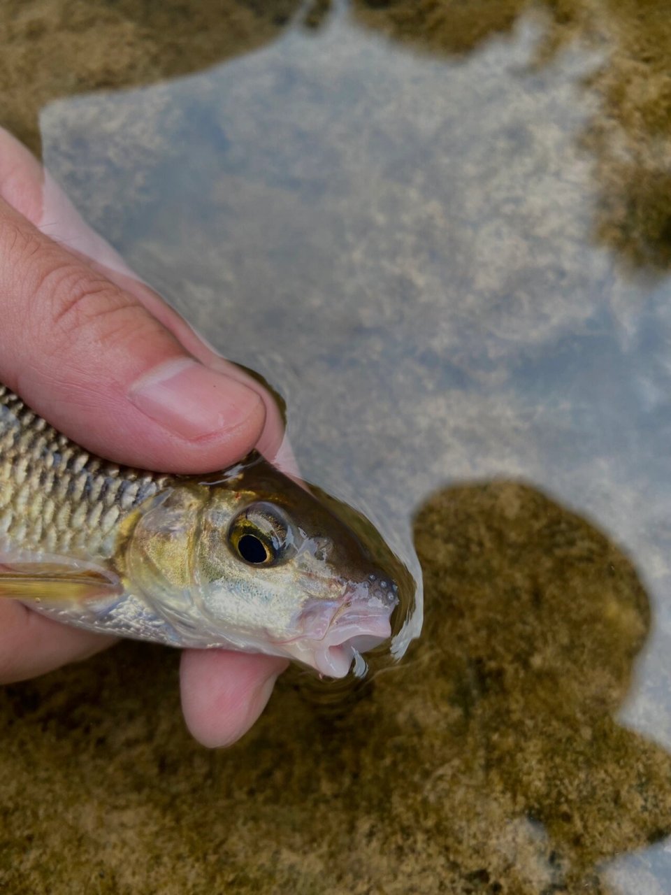 这95嘴巴好有意思 国二 细鳞白甲鱼 大家钓获的野生鱼记得分辨哦 放