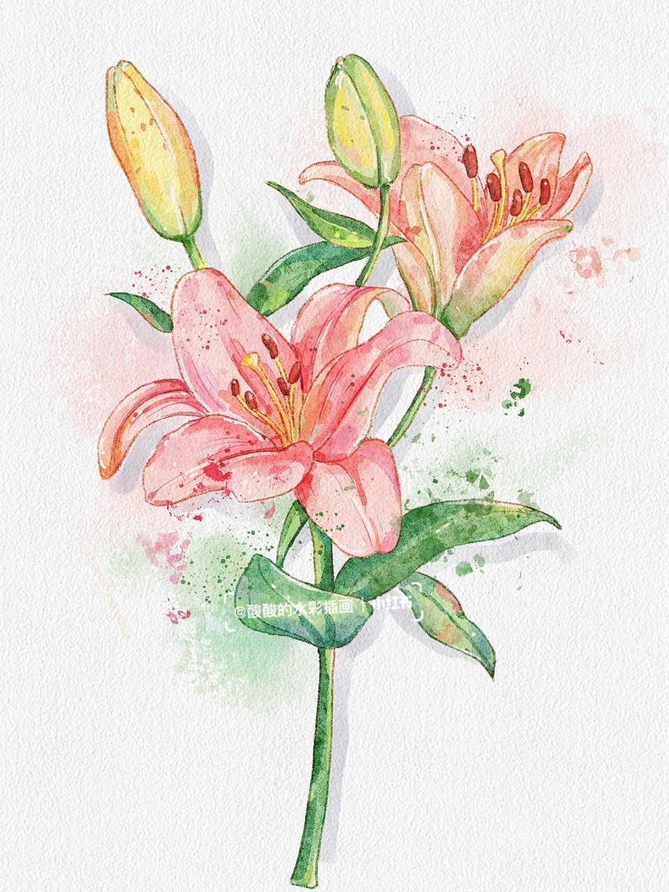水彩入门|百合花|花卉篇保姆级绘画教程 96工具:电脑9177ps77