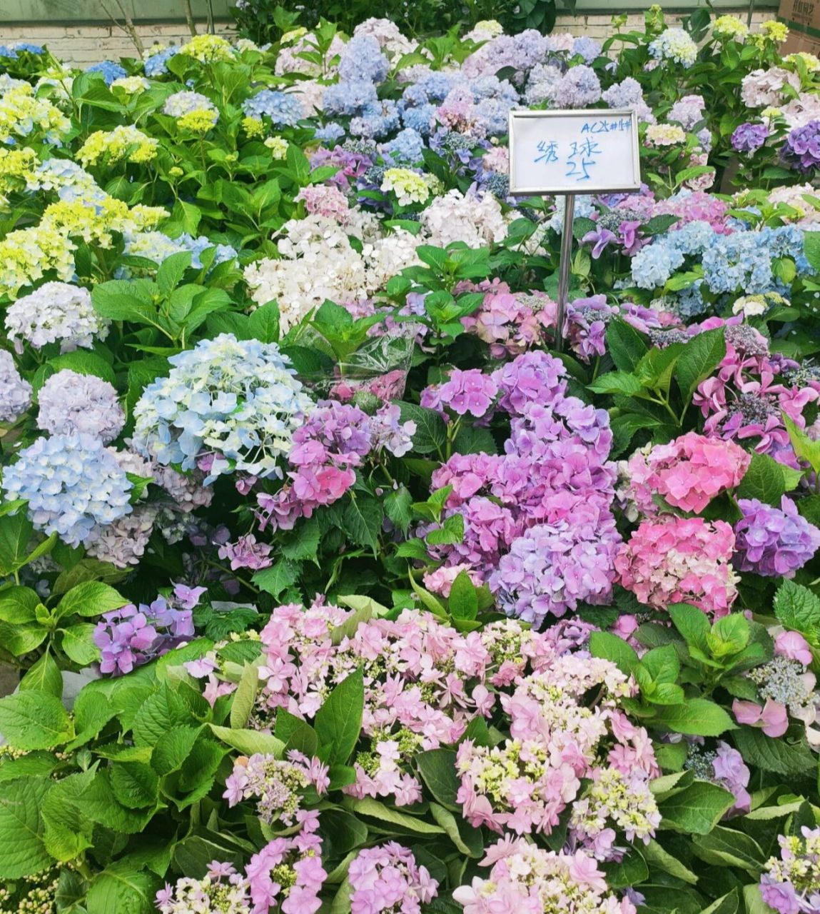 重庆最大花市   宏帆望海花市打卡 93地址:宏帆望海花都,导航即可.