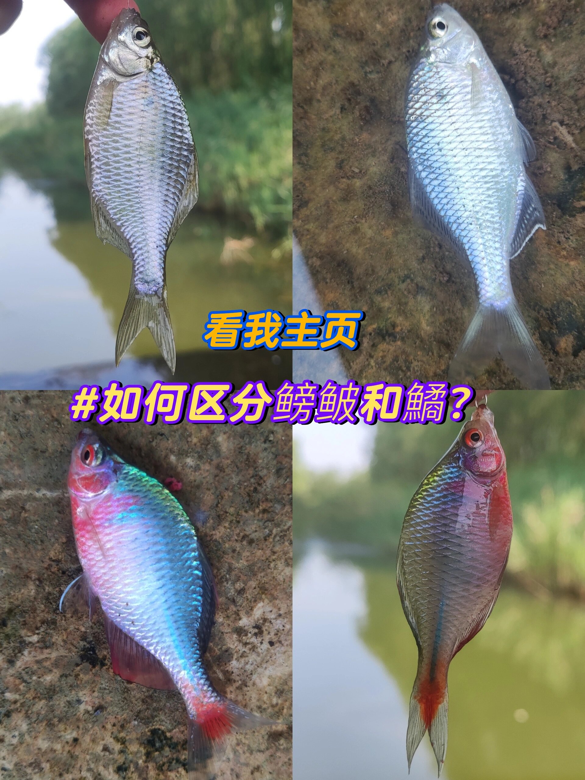 鳑鲏鱼 公母图片