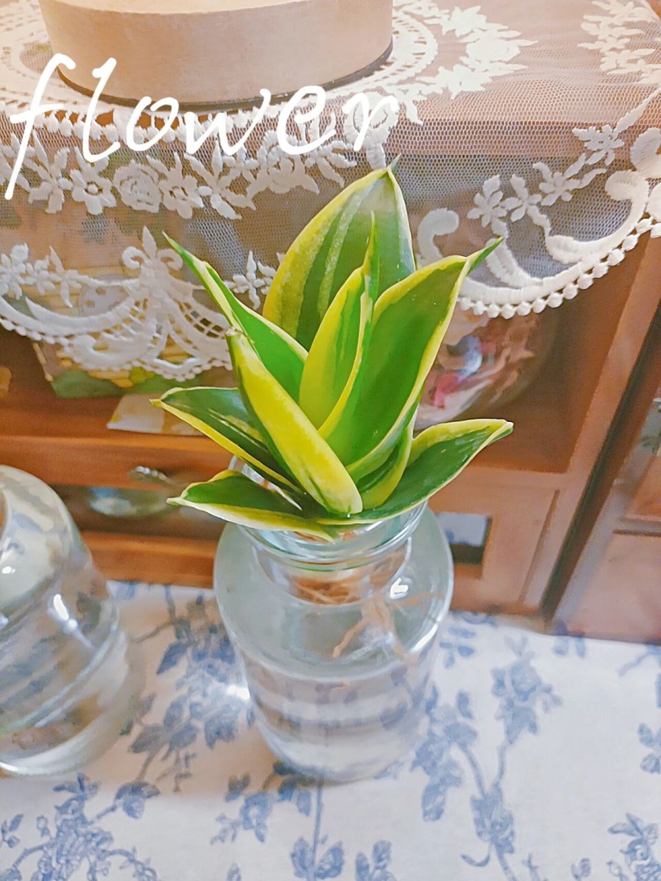 宿舍书桌水培植物—金边虎皮兰 今天买了两瓶虎皮兰,也叫荷花兰,水培