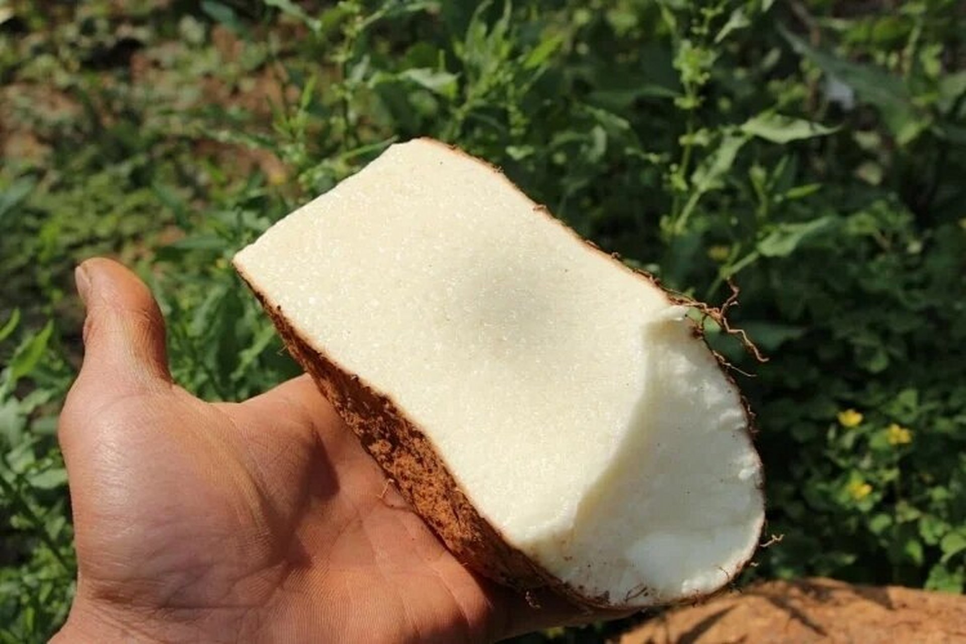 云南金城秤砣山药 金秤砣山药(红土山药)是我国云南红甸乡独有的品种