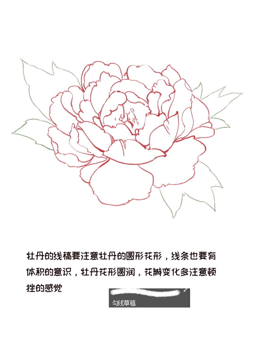 牡丹花插画分解