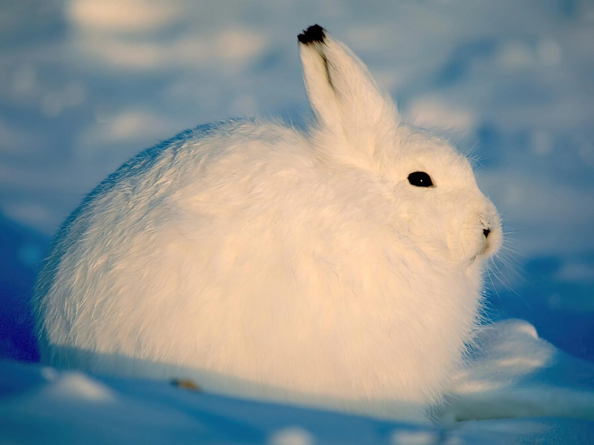 北极长腿玉兔 这些圆滚滚的兔子就是北极兔(arctic hare),它们生活在