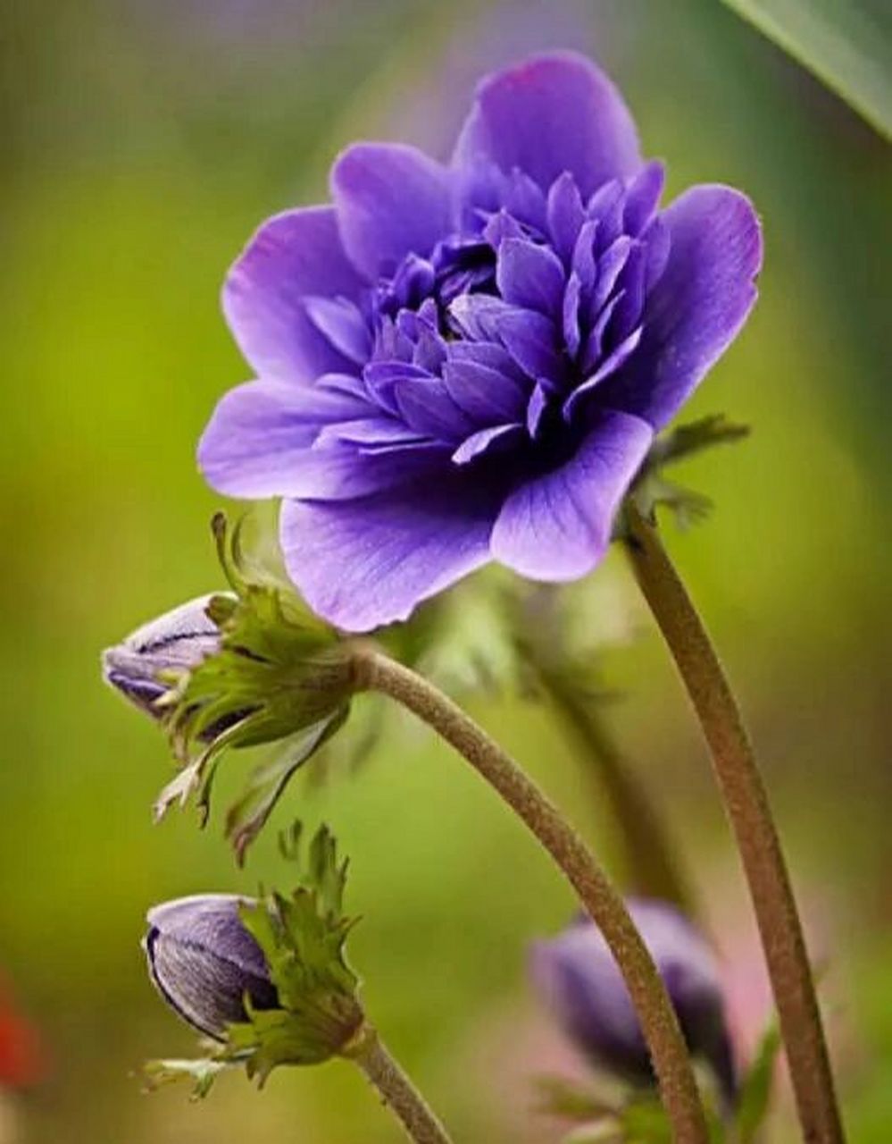 又因其花似被风吹开一样又名"风花".