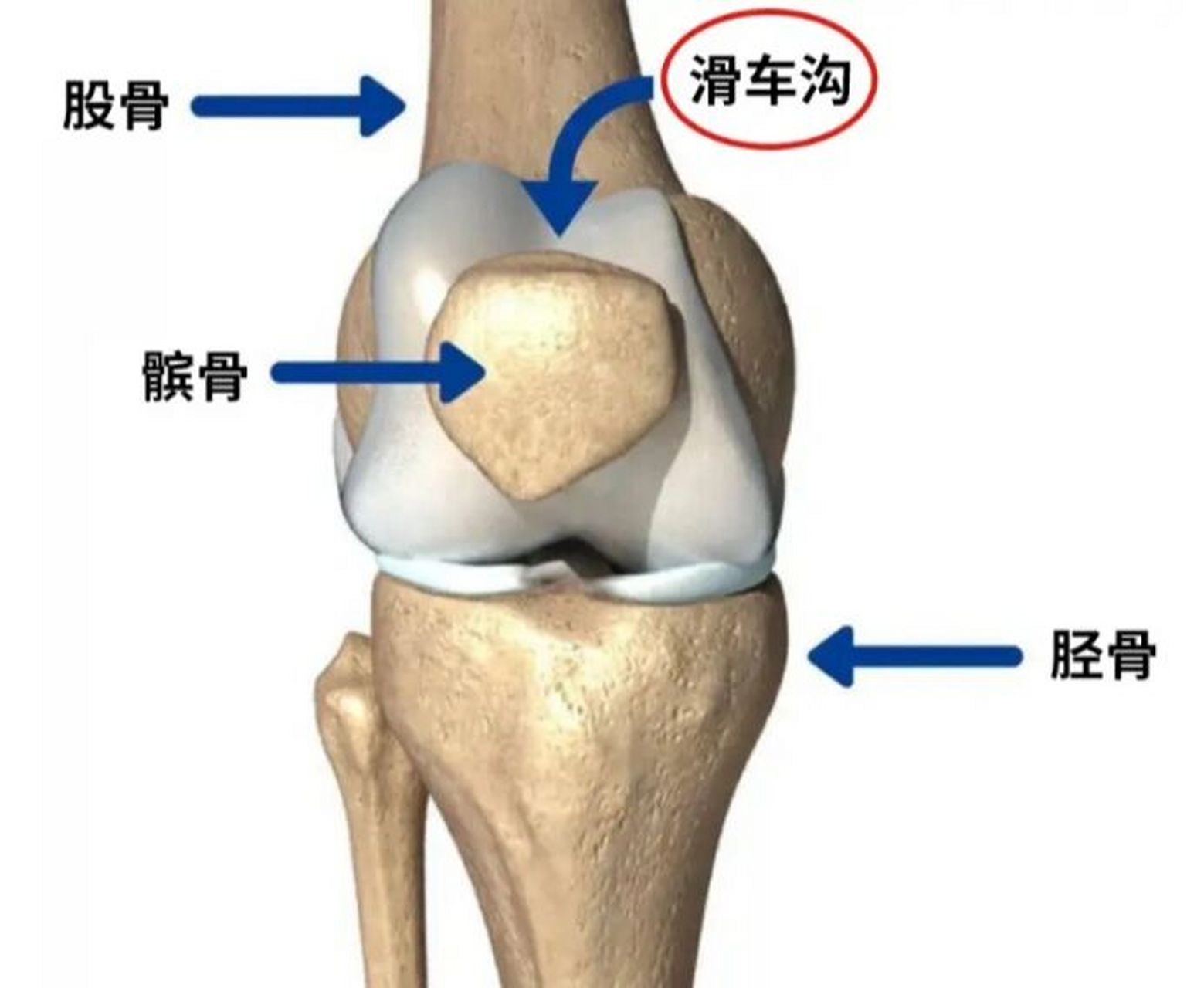 髌骨脱位康复|了解髌骨是什么(髌骨解剖学) 为什么会想到从解剖学开始