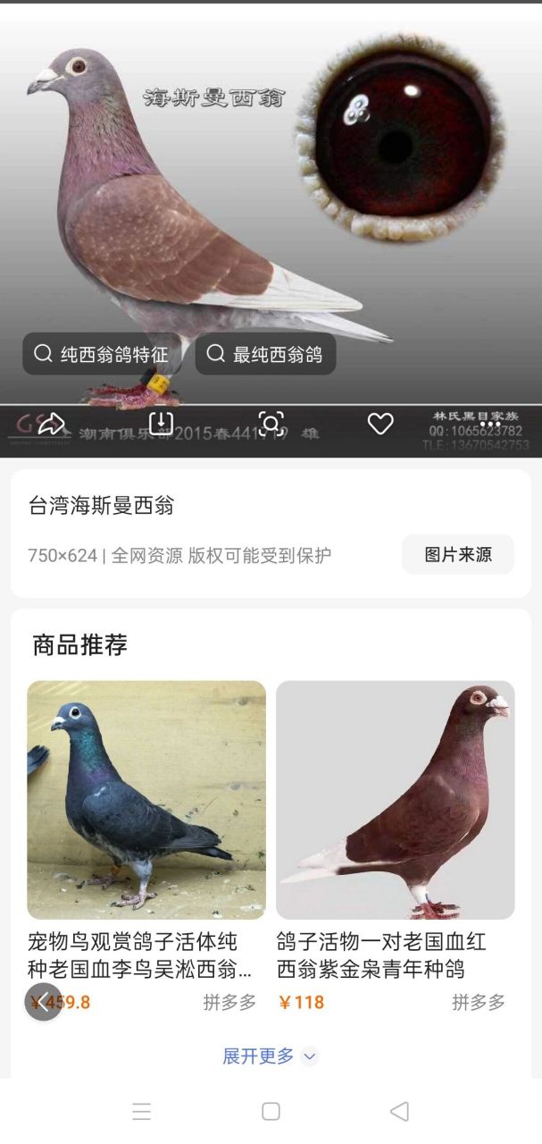 红鸽花头西翁图片图片