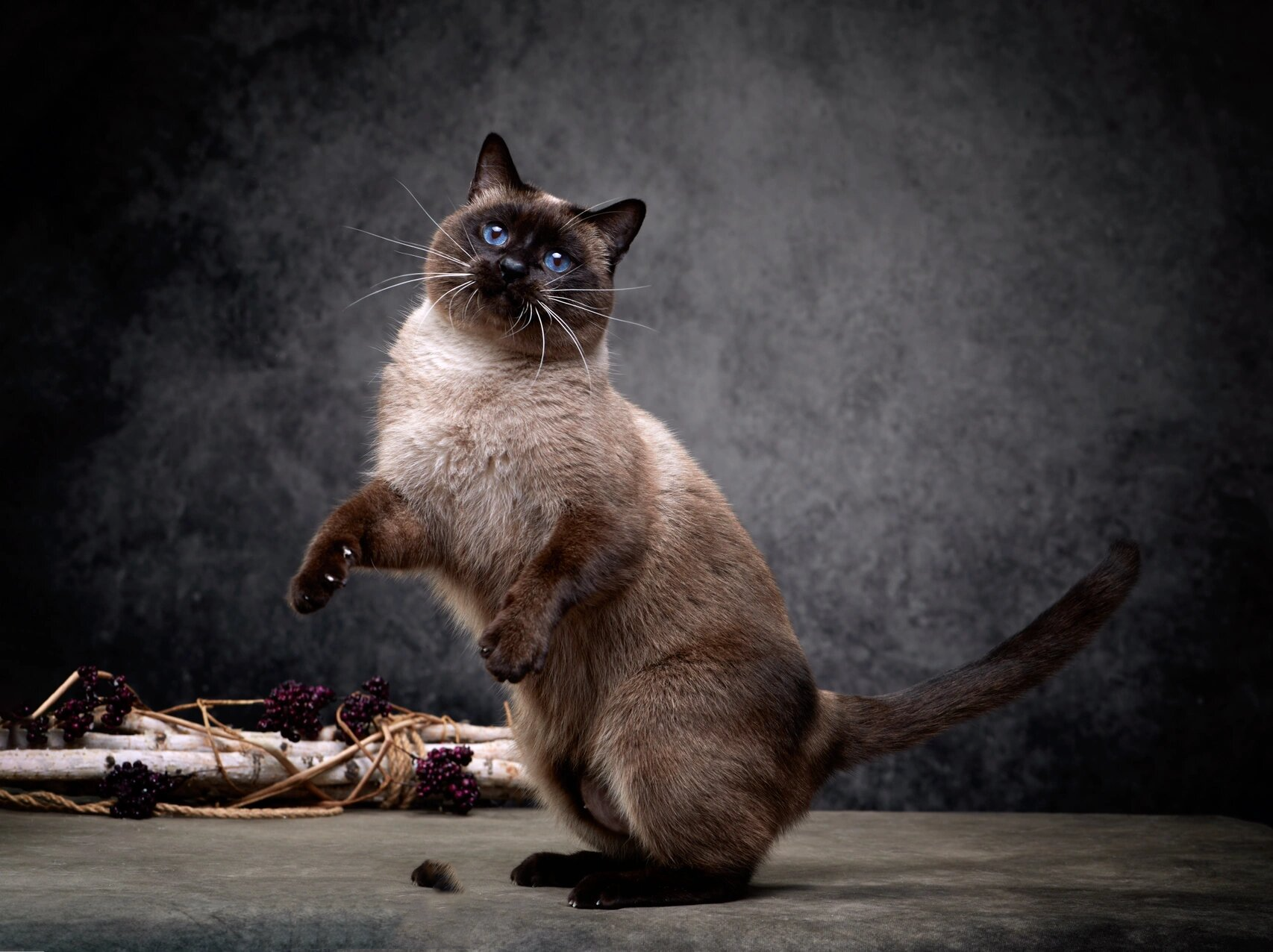 完全体海豹重点色暹罗猫你能接受吗?