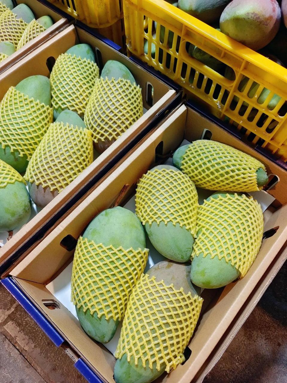 百色田阳的芒果10块钱6斤,比脸还大的芒果也38块钱10斤还包邮,四舍五