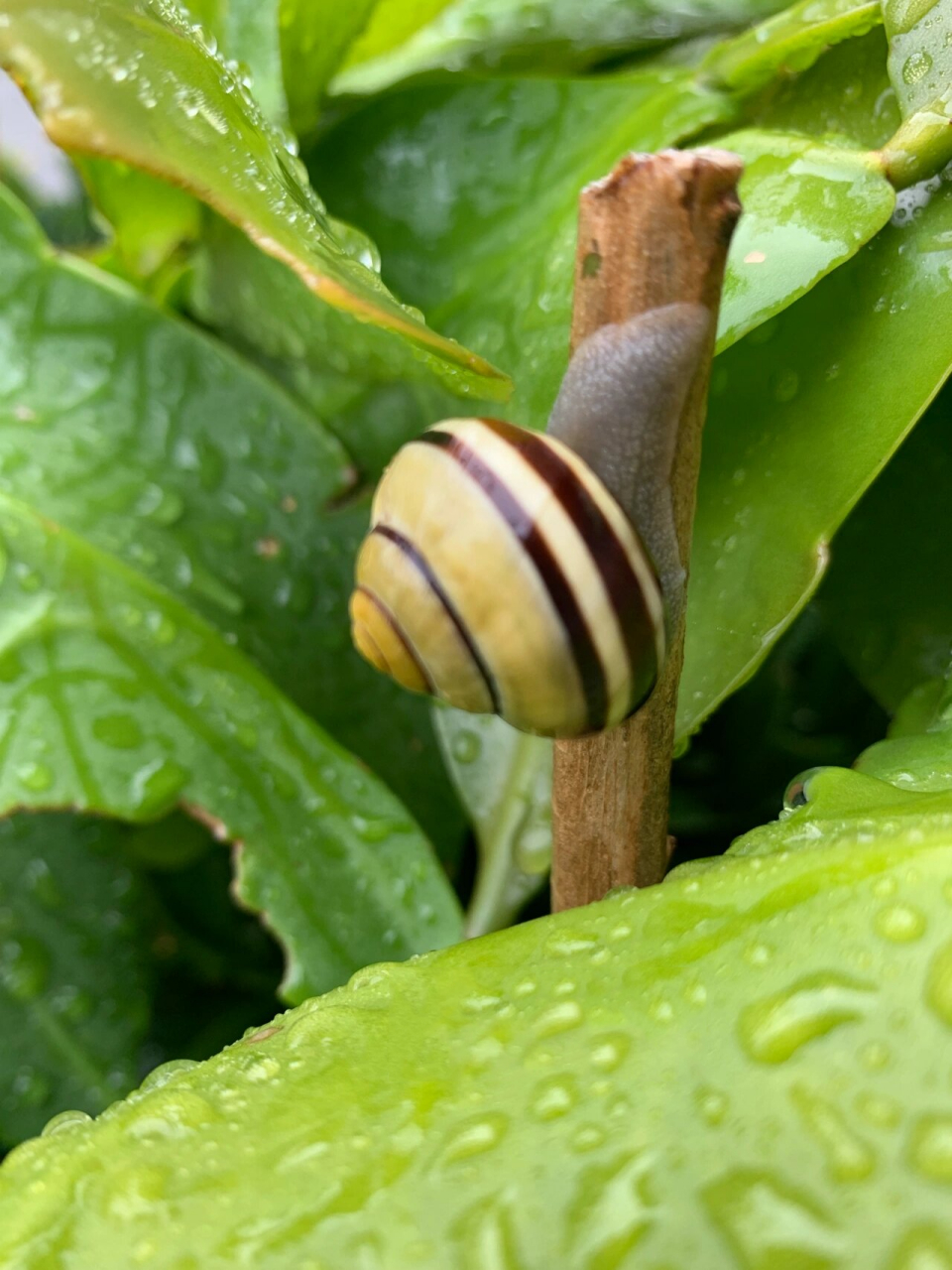 雨后邂逅一只美丽的蜗牛96 温哥华的夏日轻柔且短暂, 一瞬间就进入