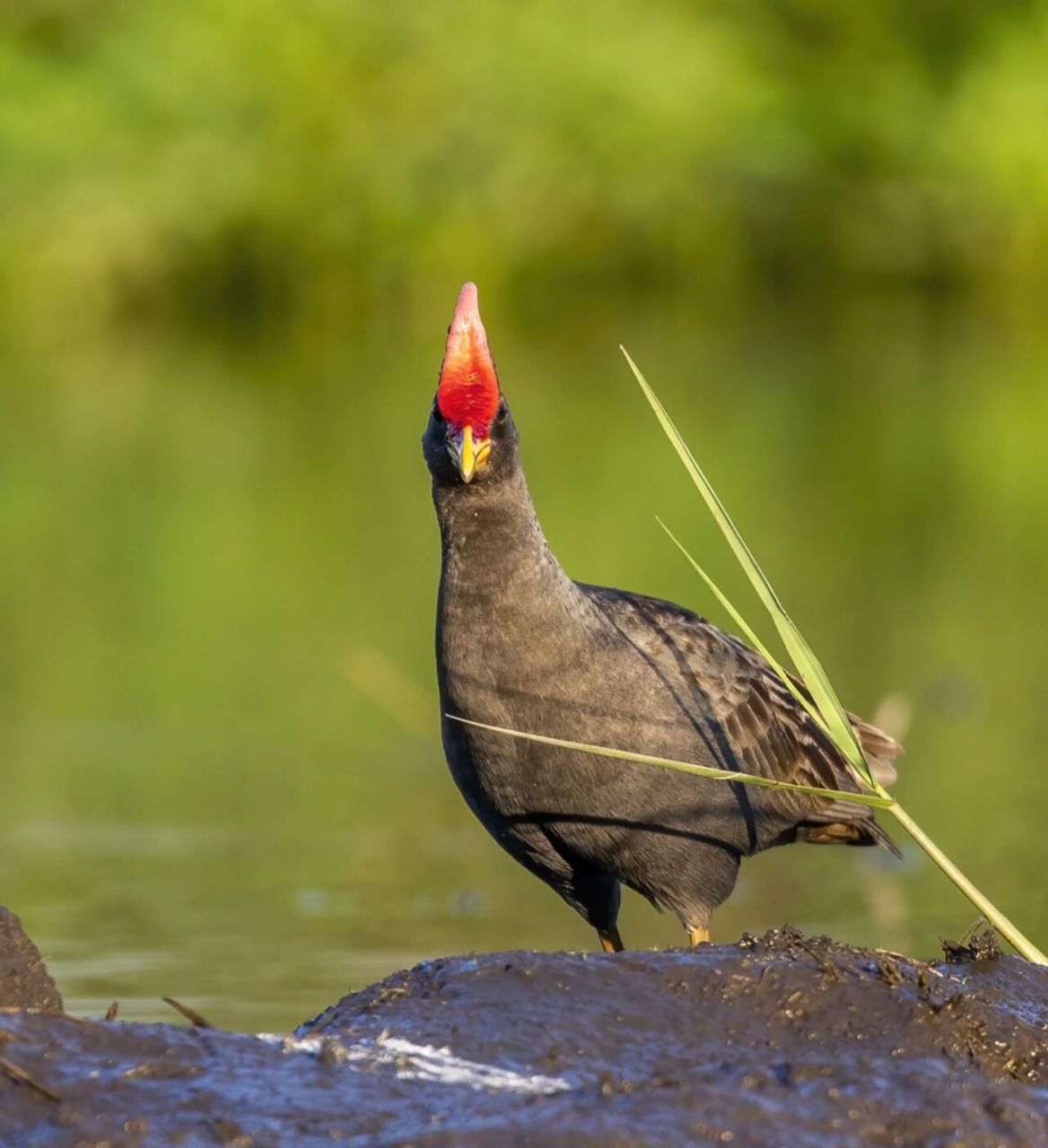 秧鸡介绍 [秧鸡(crake)鹤形目秧鸡科的130多种瘦小的沼泽 鸟类.