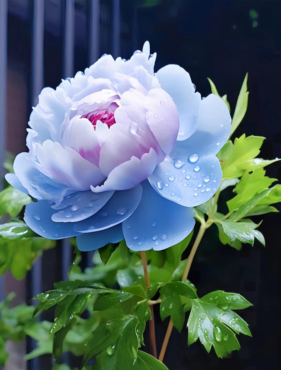 蓝的牡丹花,具有神秘而深沉的气息,梦幻般的幽蓝色,清晰的轮廓,独特的