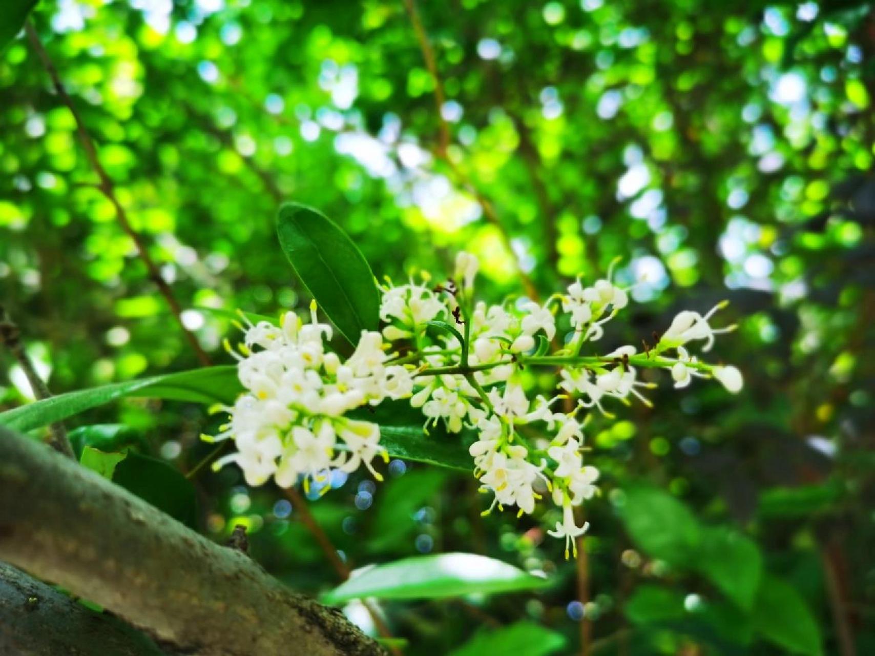 白蜡树花期图片