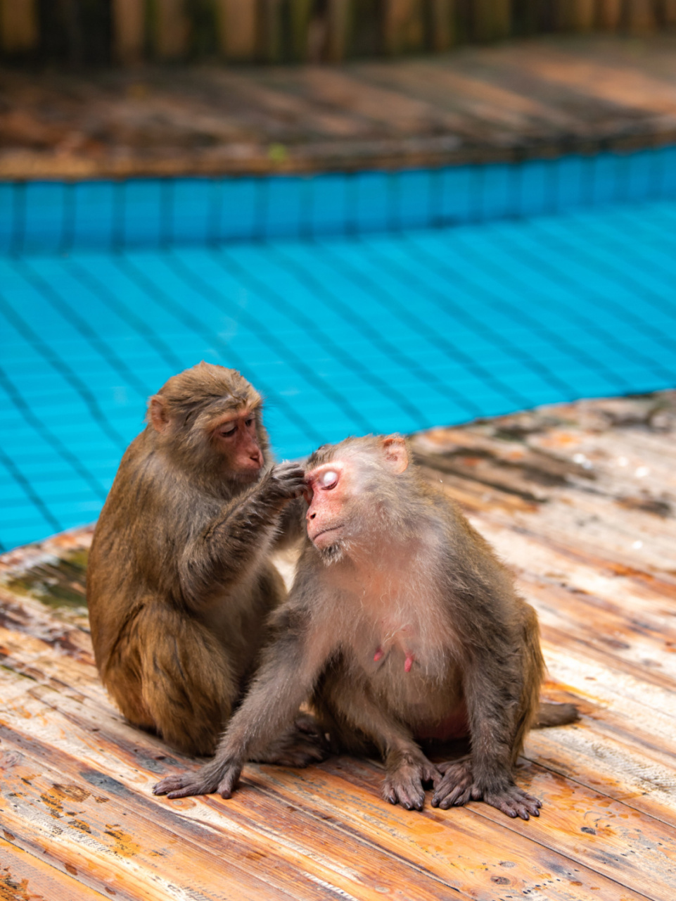 海南南湾猴岛的猴子,不像某几个景区那么"猴风彪悍",这群吃货的众生