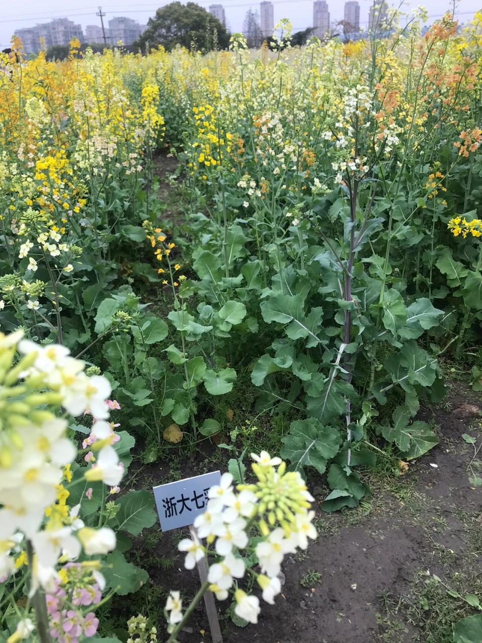 云龙镇油菜花图片