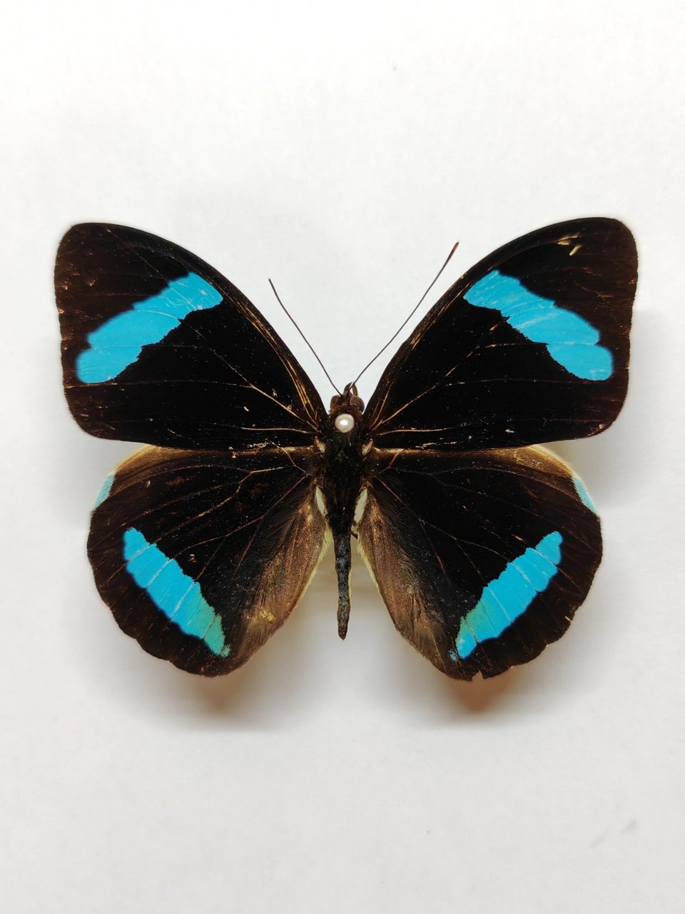 蓝带鸭蛱蝶 nessaea hewitsonii