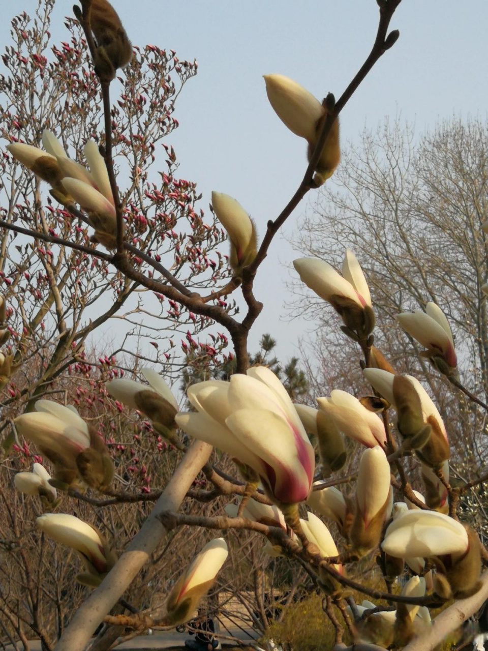 只要春天一到,这棵大玉兰树就会出现千朵玉兰绽放的盛况,会