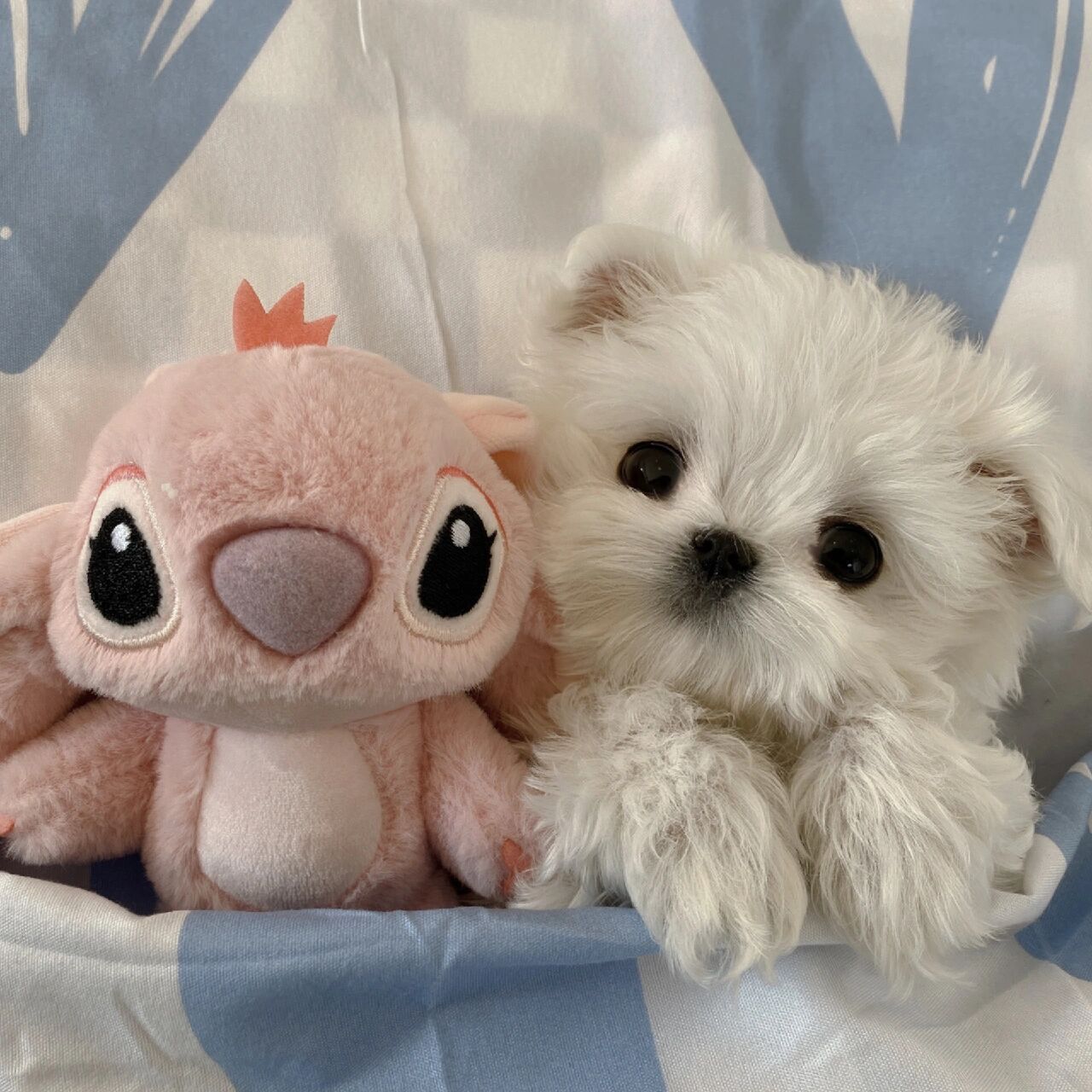 狗狗情侣头像给大家安排上 整理了一期马尔济斯头像 世界上怎么会有