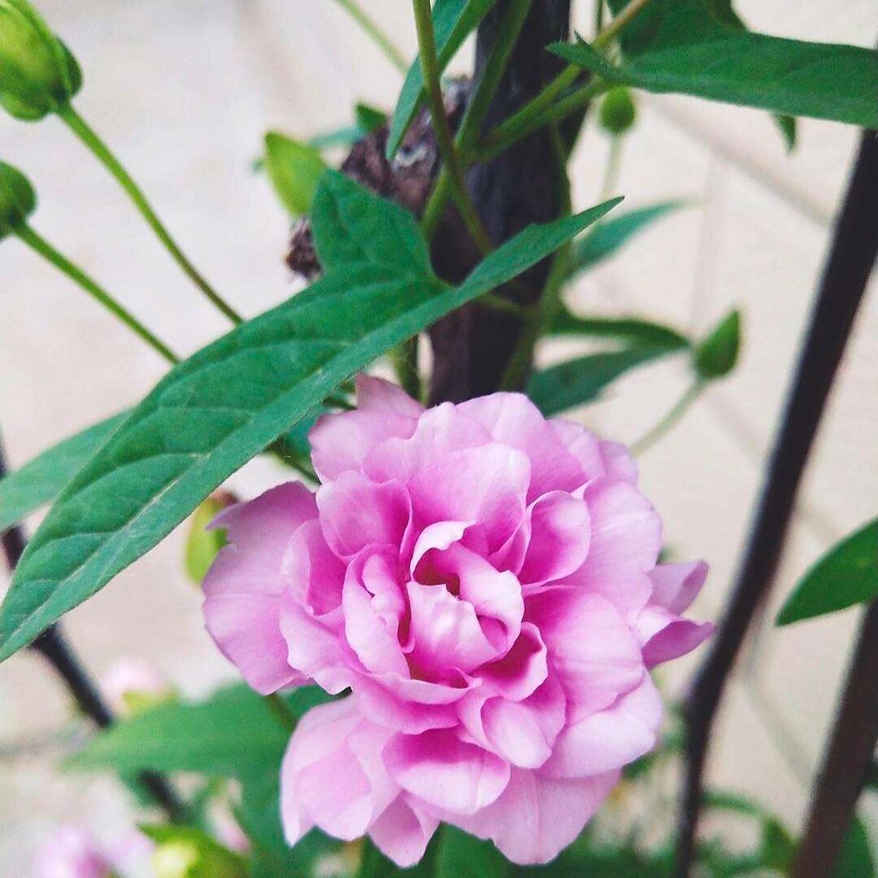 每日一花|缠枝牡丹 缠枝牡丹:别名藤本牡丹,藤牡丹,为旋花科打碗花属