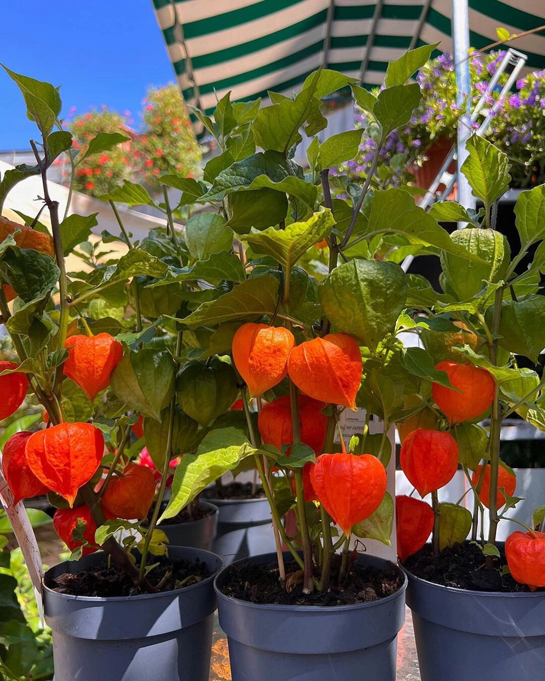 植物大赏|红姑娘果