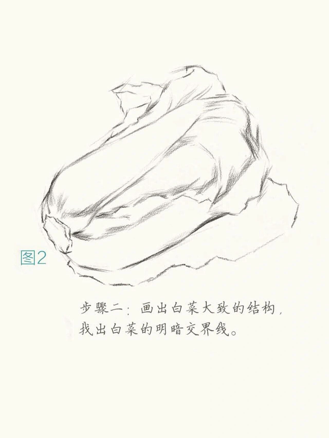 白菜的形态结构图片