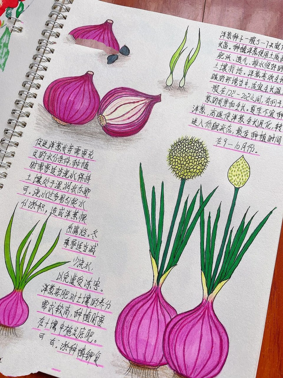 原创自然笔记-洋葱 洋葱分红皮洋葱,白皮洋葱和黄皮洋葱,🧅它可以