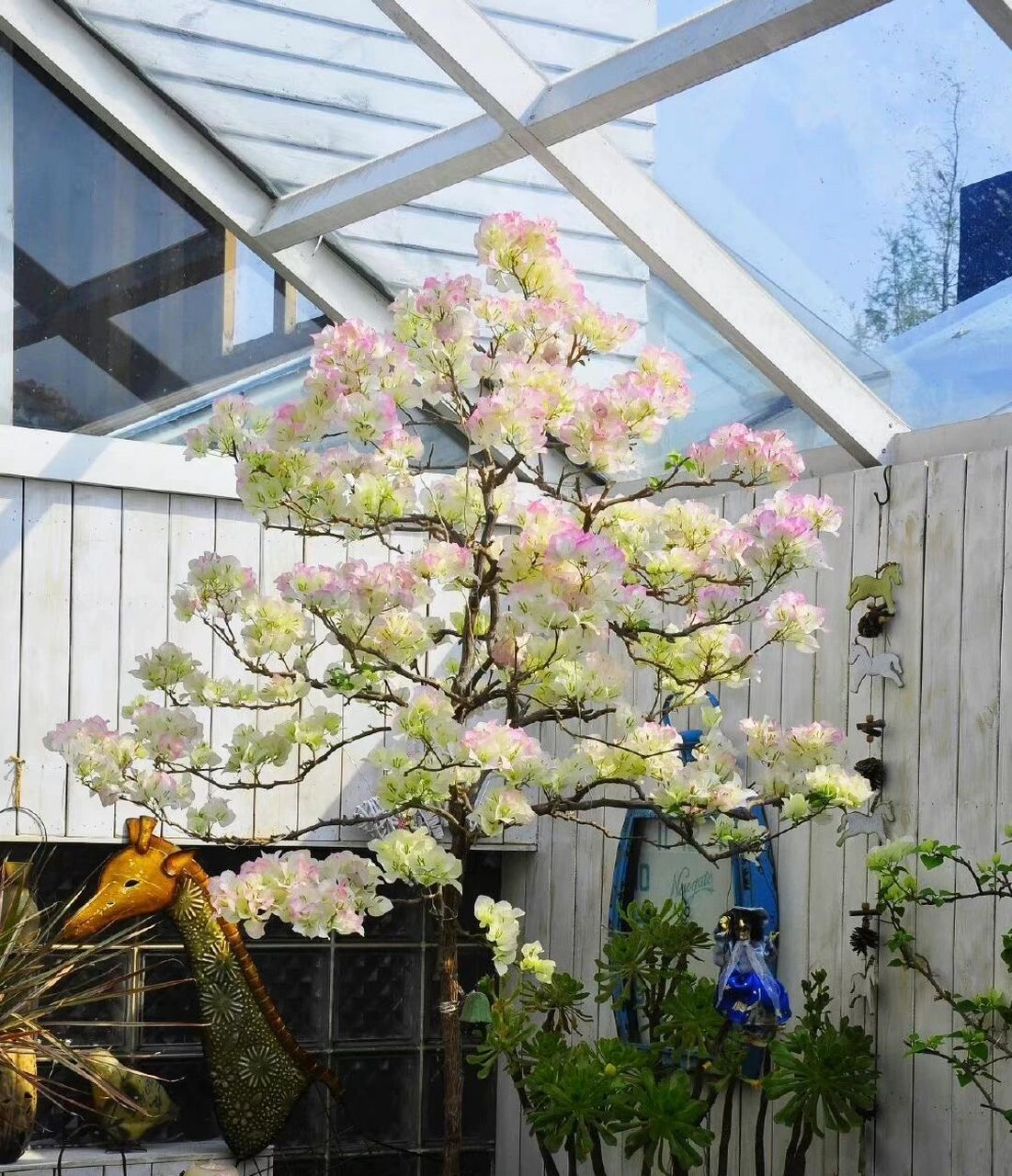 修剪三角梅绿叶樱花 早上起来,空腹劳作, 修剪了树状绿叶樱花.