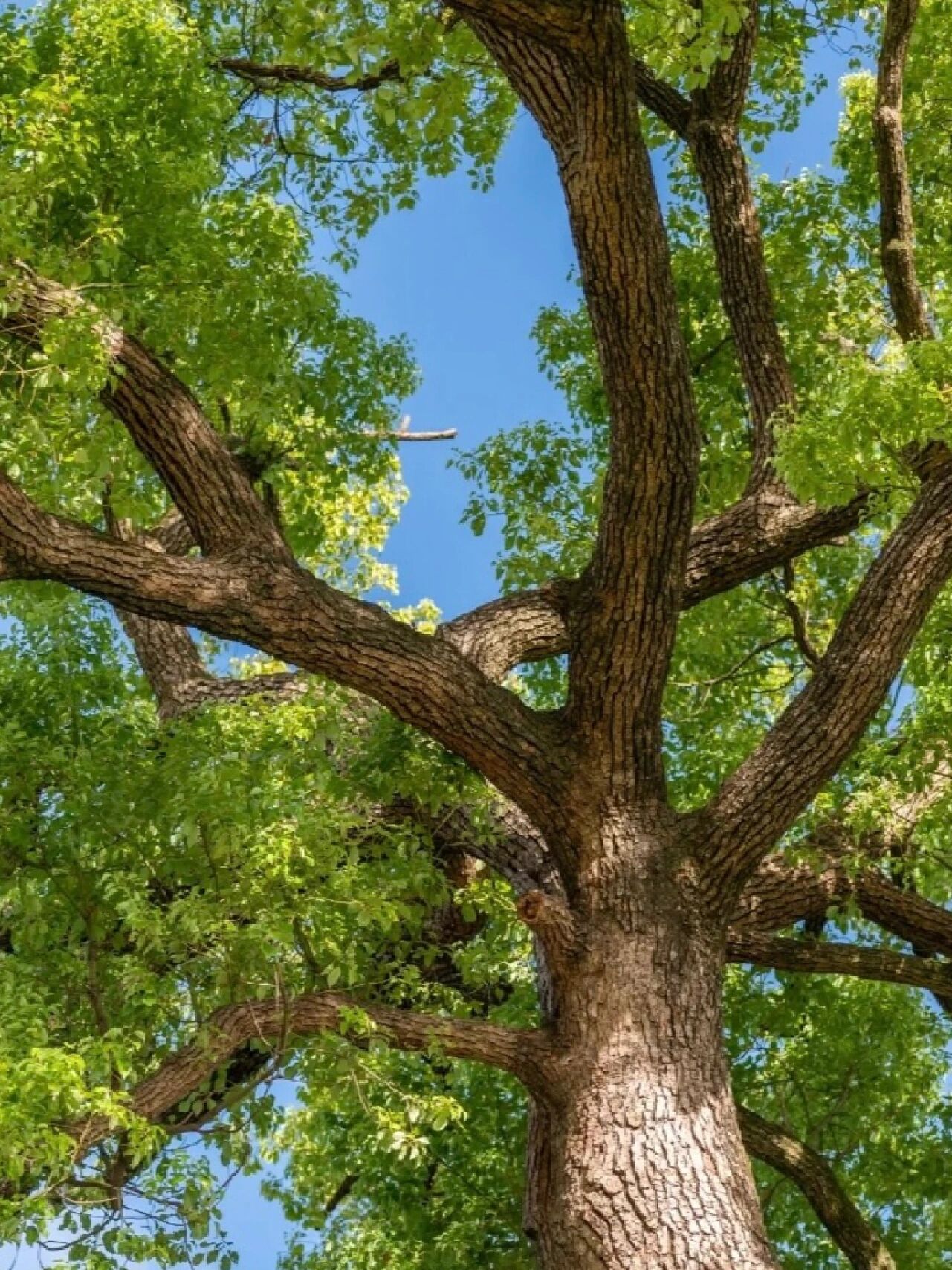 芳樟叶精油用法(下) 91 在生理层面,芳樟叶精油,它是广谱性抗菌,可