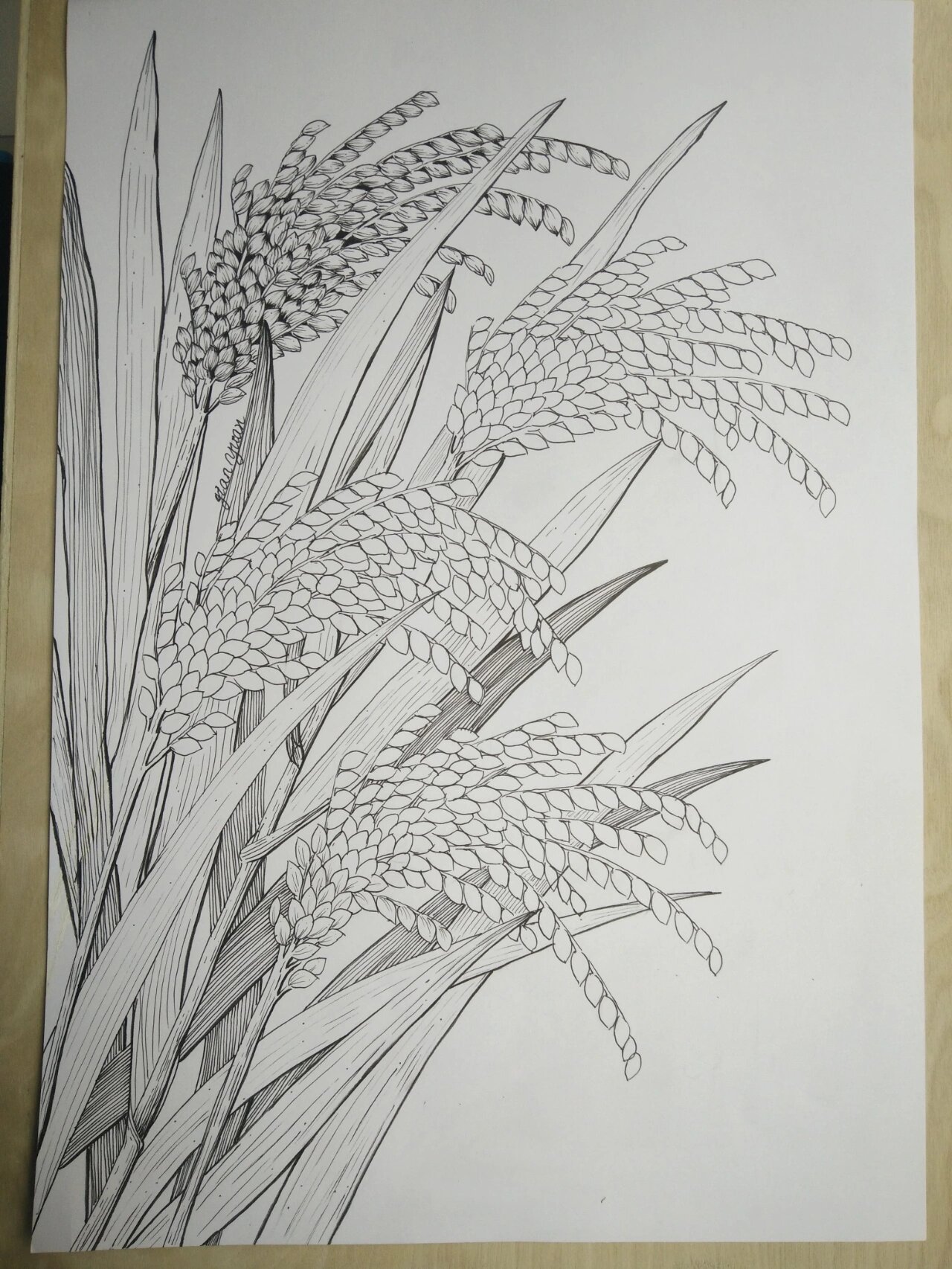 水稻绘画马克笔线描插画装饰画儿童画原创 谁知盘中餐,粒粒皆辛苦.