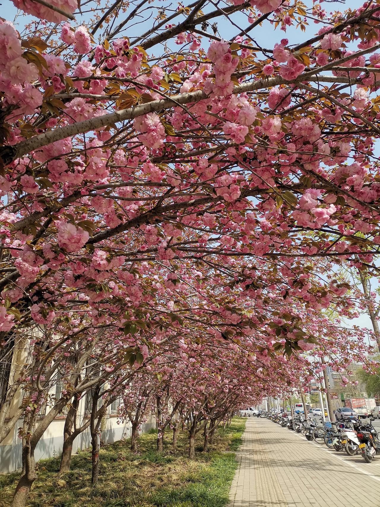 春日出游随手拍 真是不查不知道,一查方知晓,全世界樱花品种数目竟然