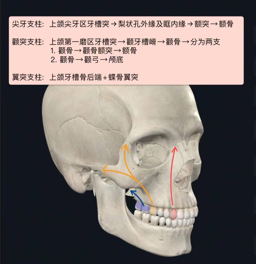 犬齿隆突素描图片