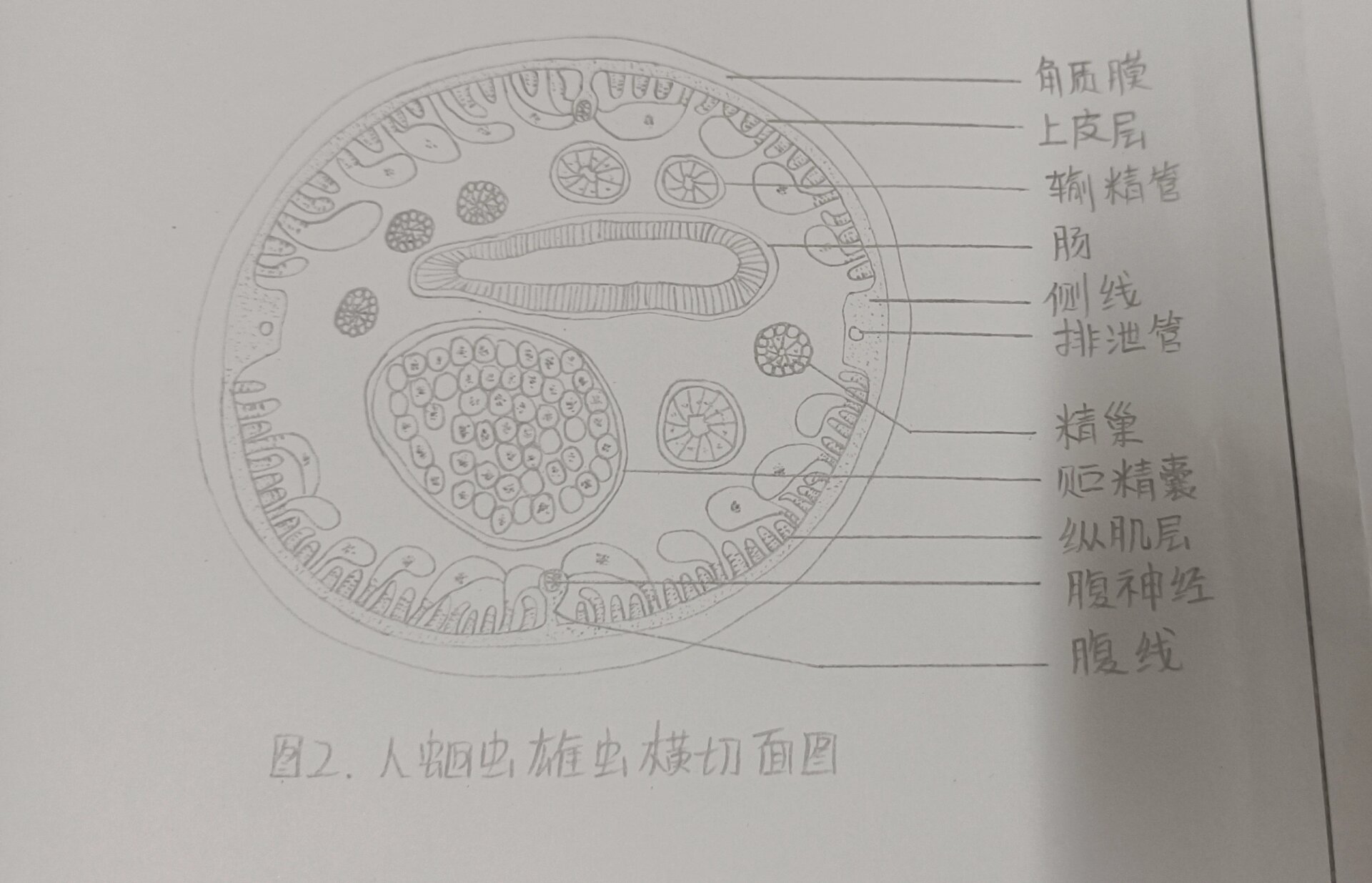 人蛔虫雌雄虫横切面手绘图