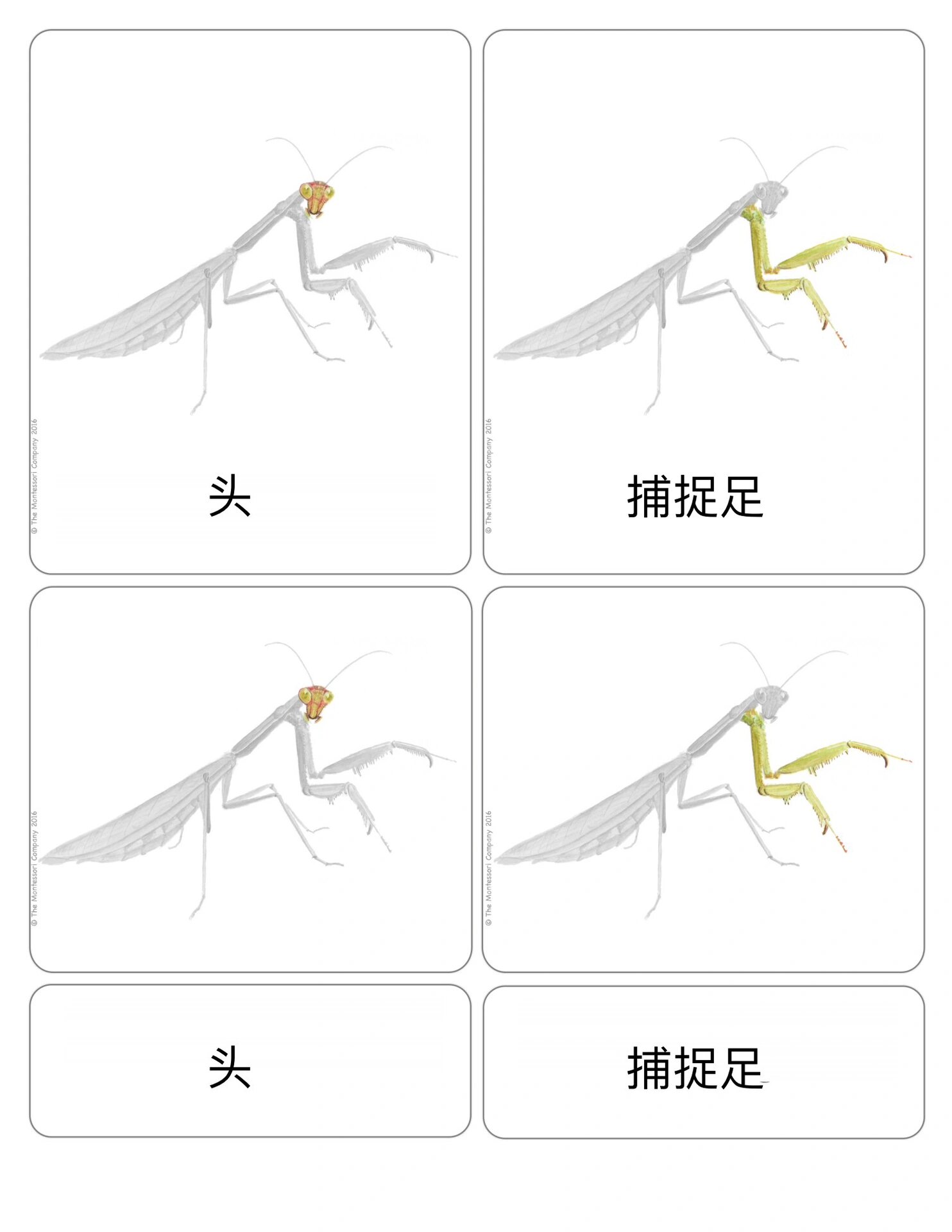 螳螂的身体.@李惠利生活日记的动态