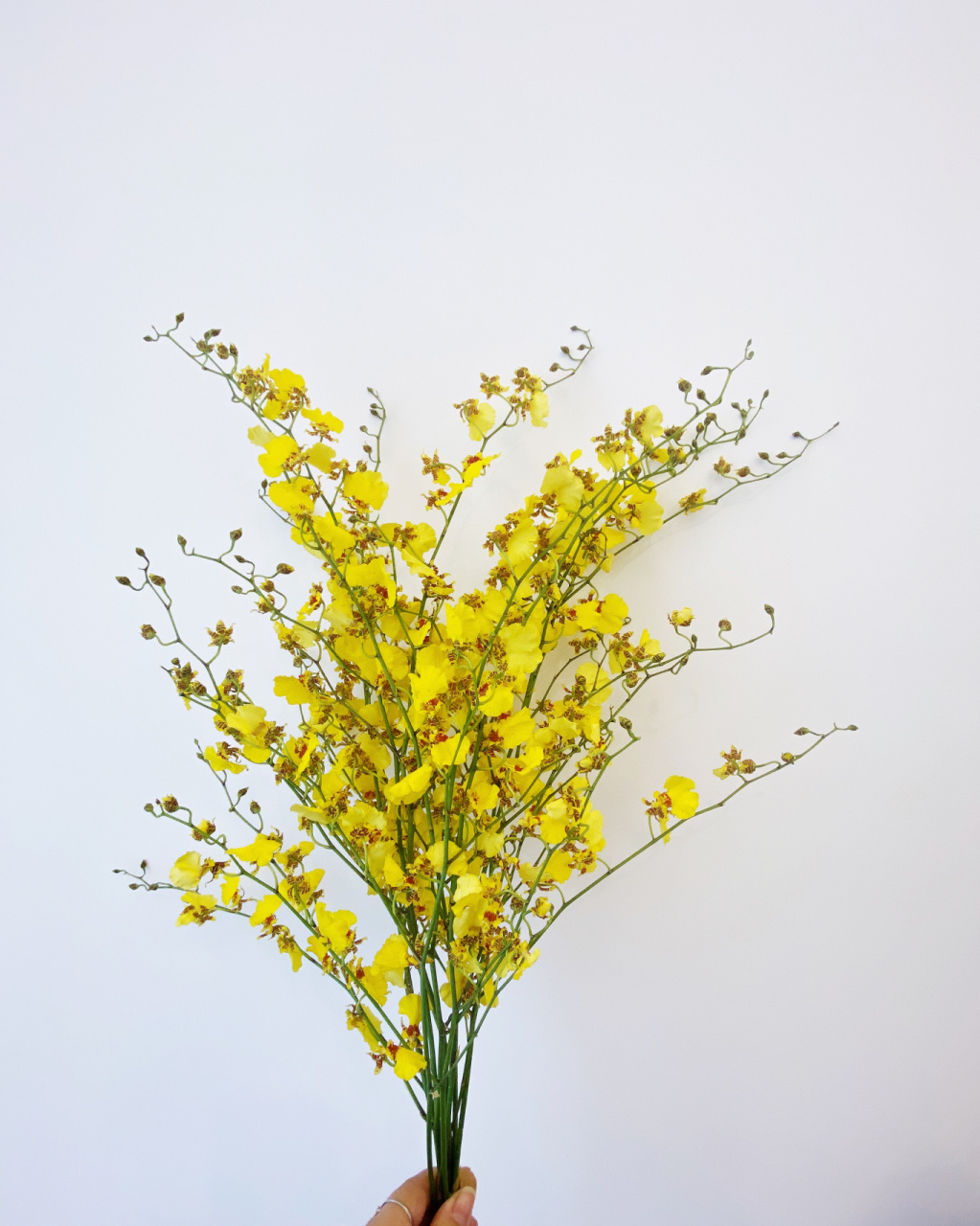 花材分享———跳舞兰 花语: 跳舞兰的花语代表着快乐无忧的意思,它被