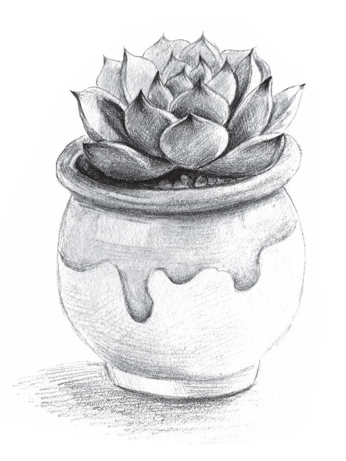 铅笔素描如此简单——多肉的画法